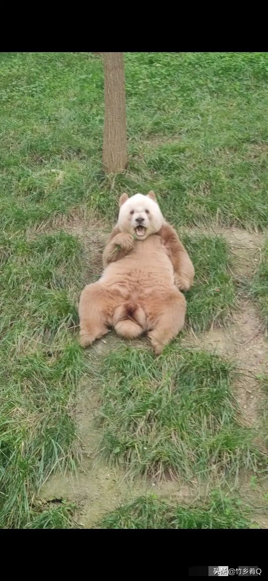 可愛又呆萌的國寶熊貓誰不喜歡