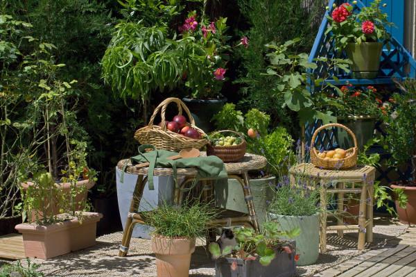 越養花越貧窮?其實養花也能賺錢,完全可以滿足養花的開銷 越養花越貧窮?其實養花也能賺錢,完全可以滿足養花的開銷