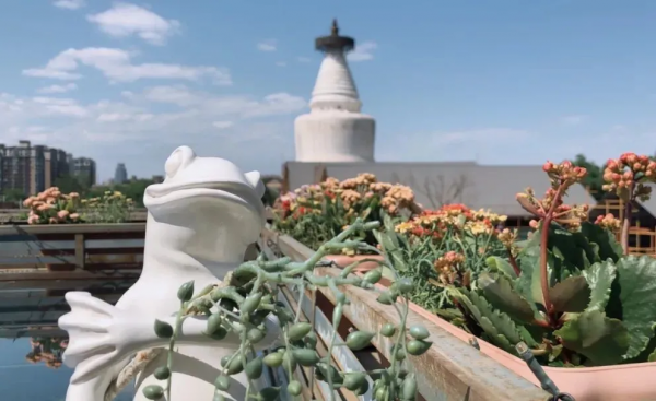 北京最古老的標誌性建築白塔寺，是內北京味兒了