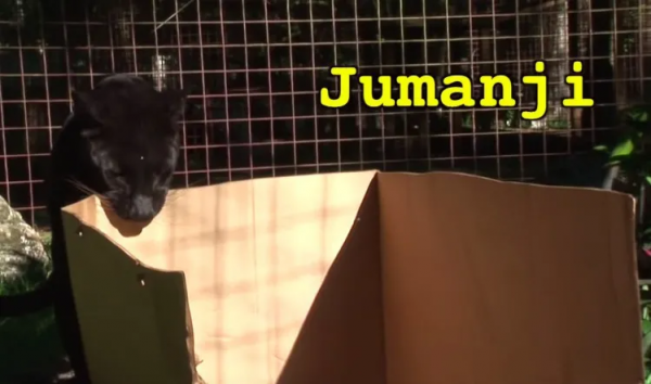 貓咪喜歡紙箱,那大貓呢?8種大型貓科動物實測,結果太可愛 貓咪喜歡紙箱,那大貓呢?8種大型貓科動物實測,結果太可愛