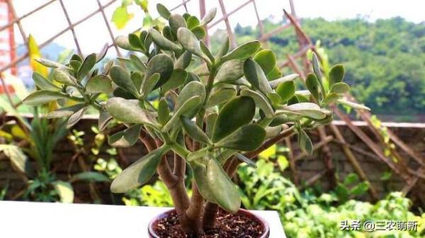 客廳有樹，十家九富！這幾種植物放在家裡，既能鎮宅，又寓意吉祥