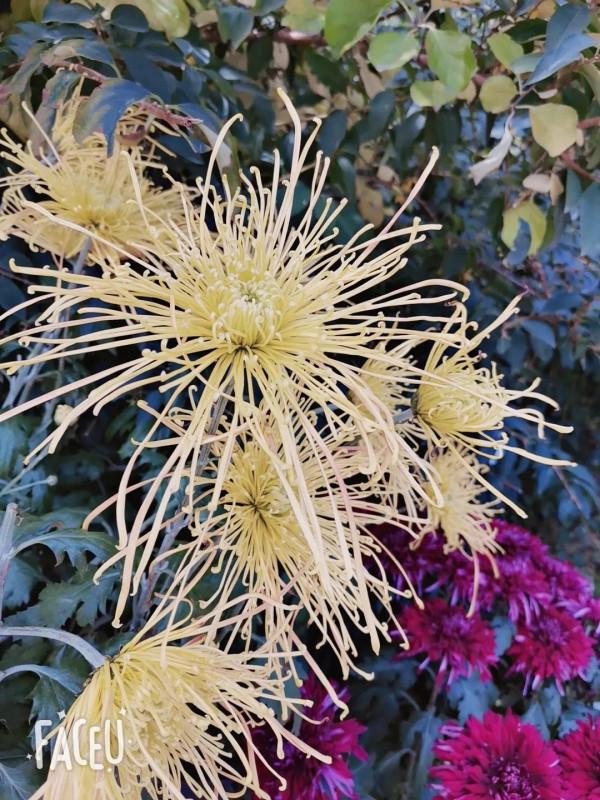 國慶節中山公園賞菊花