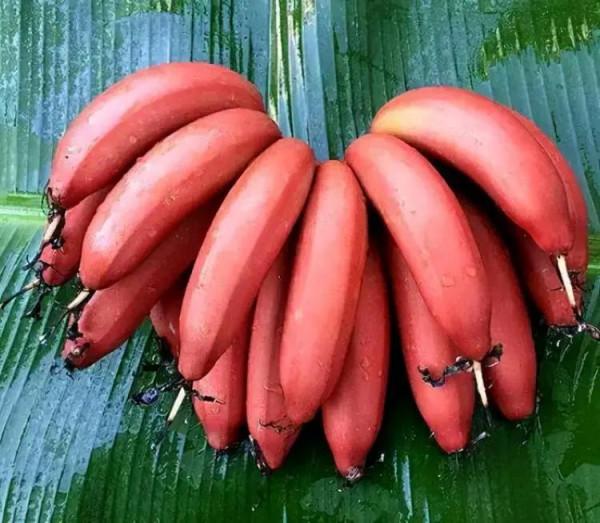 臥室裡要有的3種“興隆果”,寓意事事順心萬事如意 臥室裡要有的3種“興隆果”,寓意事事順心萬事如意