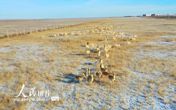 呼倫貝爾：野生黃羊遷徙忙