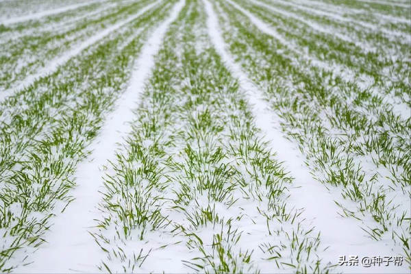 農諺說“寒露到霜降，種麥莫慌張”，種植小麥、黑麥的黃金期到了
