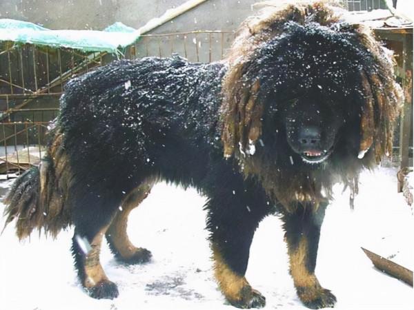 “有攻擊性”的7種狗狗，不適合家養，脾氣很暴躁