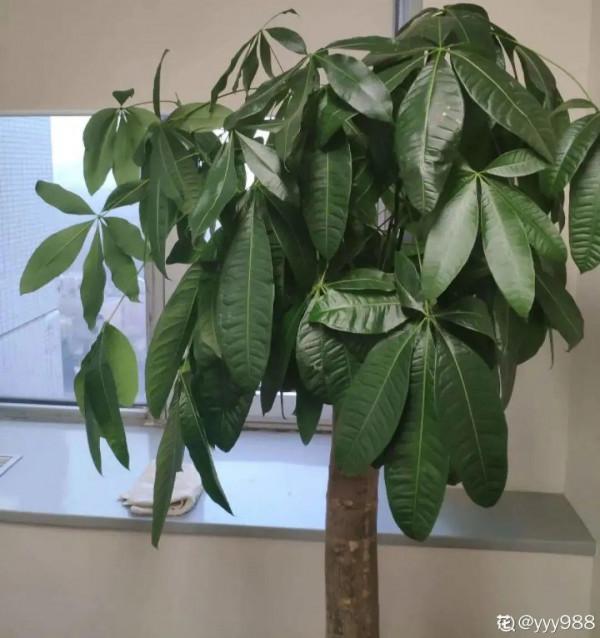 客廳養好樹，子孫一直富，8種樹養在家，鎮宅有安全感