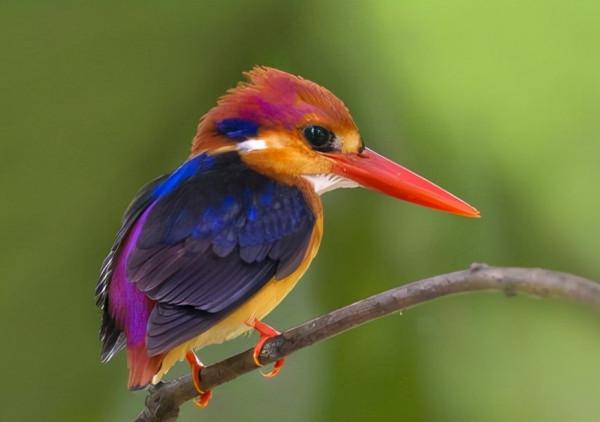 66張圖片帶你看看，那些有著驚豔“顏值”的動物