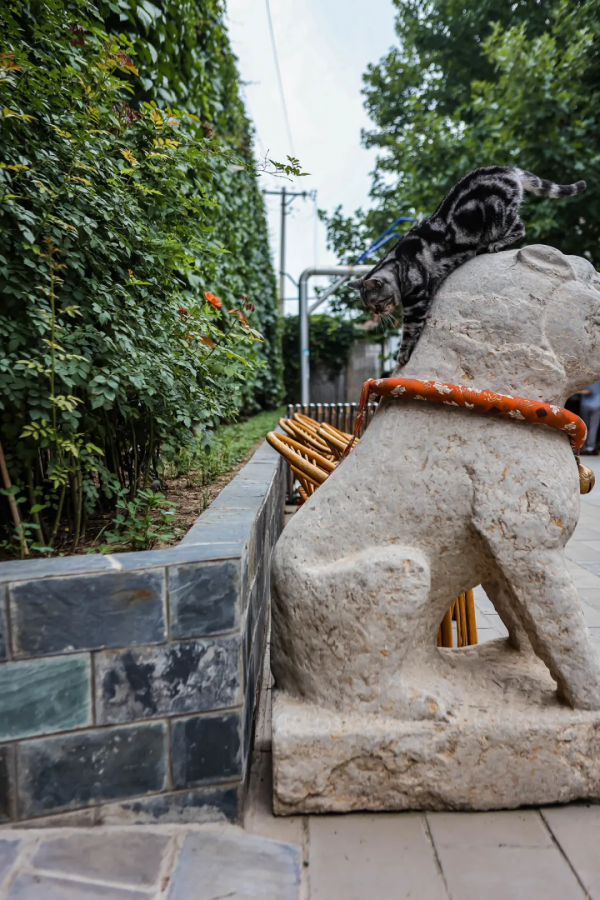 貓館長的守護神,是你嗎? 貓館長的守護神,是你嗎?