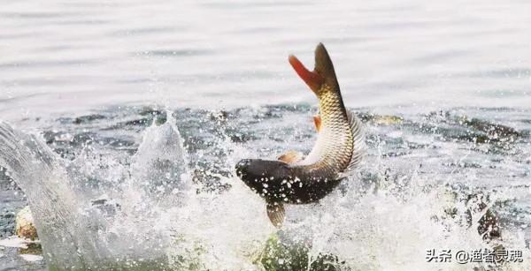 黑坑釣魚，黑漂卻不中魚，你是否注意一下幾點？