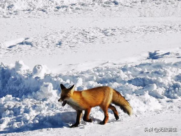 心心念唸的禾木雪鄉
