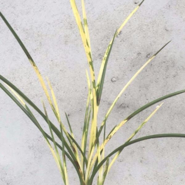 蘭花的穩藝和促藝