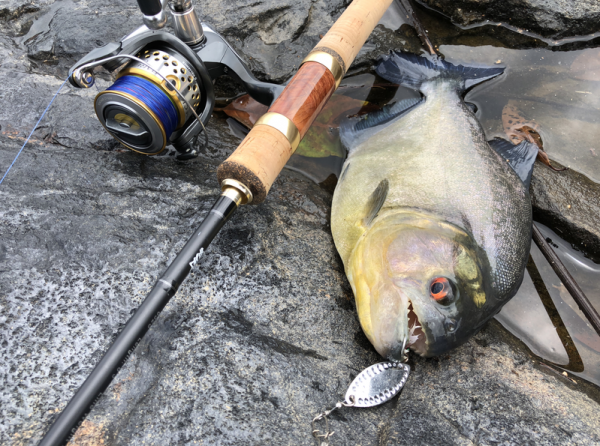 我堂堂一釣魚的，年薪百萬怎麼了？