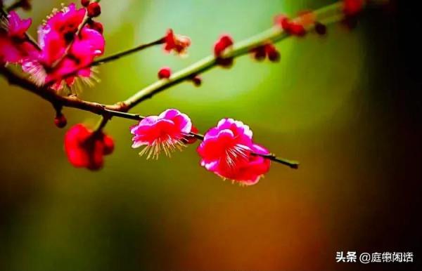 六十六初度隨想