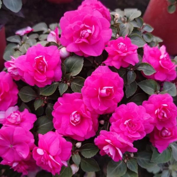 分享圖片，重瓣鳳仙花