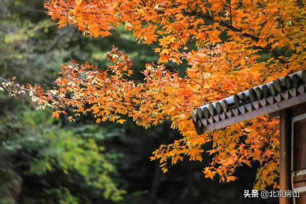 秋意濃,房山紅 !這鄉鎮三處迷人秋景齊亮相! 秋意濃,房山紅 !這鄉鎮三處迷人秋景齊亮相!
