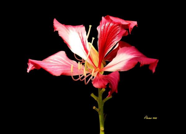 紫荊花，花大豔麗似彩蝶