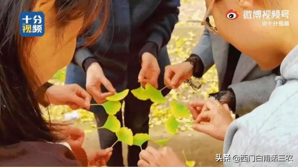 山西農民25年前栽種2000棵銀杏，25年後，天上掉下個“聚寶盆”