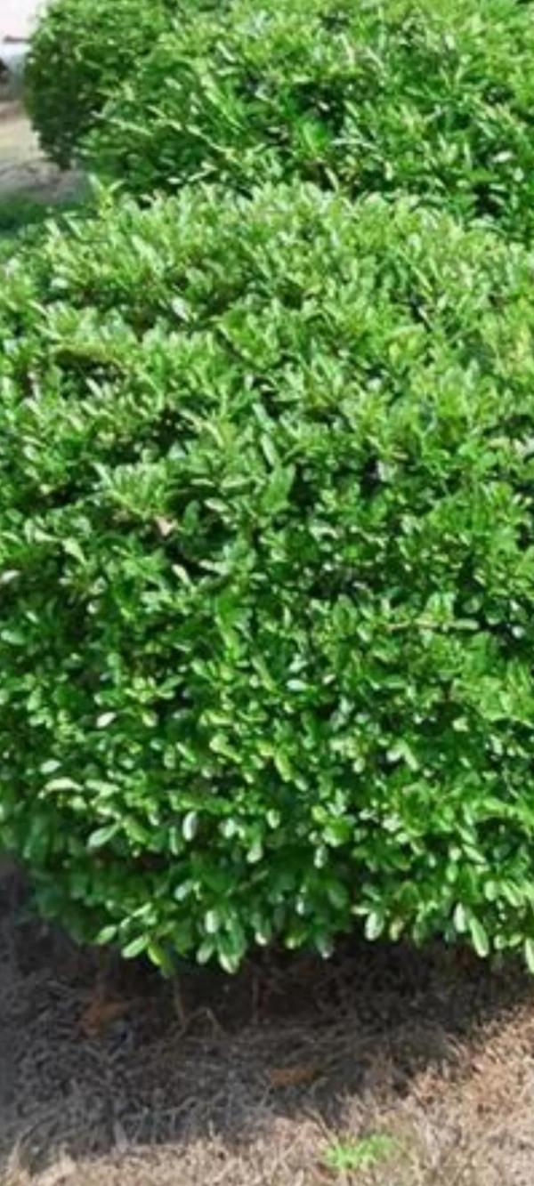 能不能想辦法到了冬天也讓北方植物充滿生機？