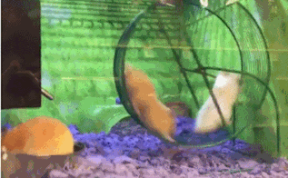 不鍛鍊八塊腹肌你也可以擁有 不鍛鍊八塊腹肌你也可以擁有