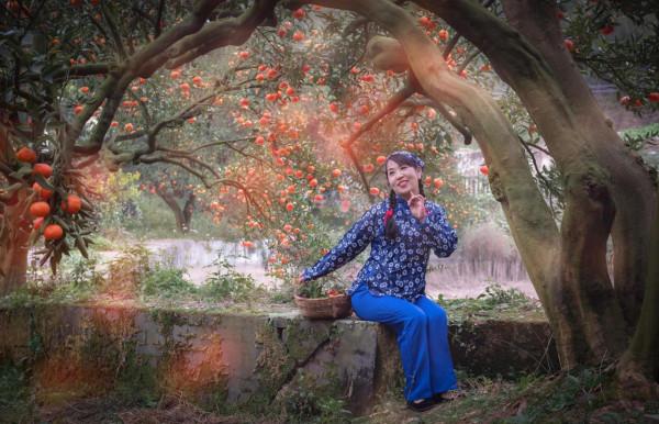 橘子紅了的時候 橘子紅了的時候