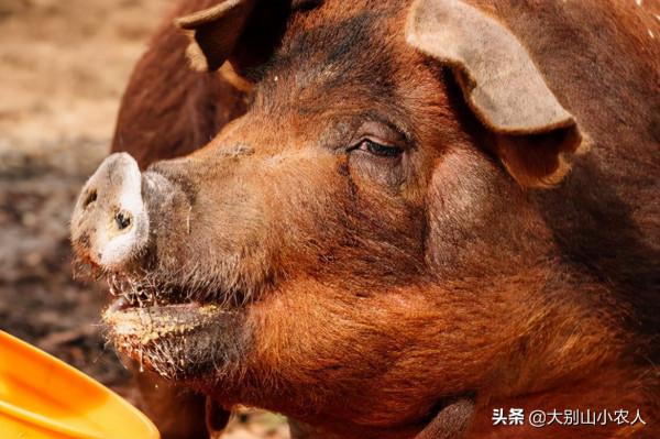 細思極恐！憨厚的外表藏著雞賊的野性，家豬真的會吃人嗎？