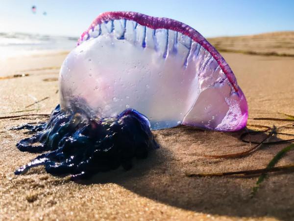 英國致命水母被衝上沙灘,如紫色大氣球,專家警告:遊客請避開 英國致命水母被衝上沙灘,如紫色大氣球,專家警告:遊客請避開