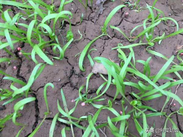 秋菠菜什麼時候種?3個茬口及時安排,秋冬菠菜吃不完 秋菠菜什麼時候種?3個茬口及時安排,秋冬菠菜吃不完