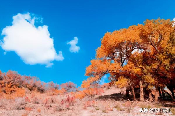 國內這6個地方的胡楊林，美得無法無天！此生一定要去看一次