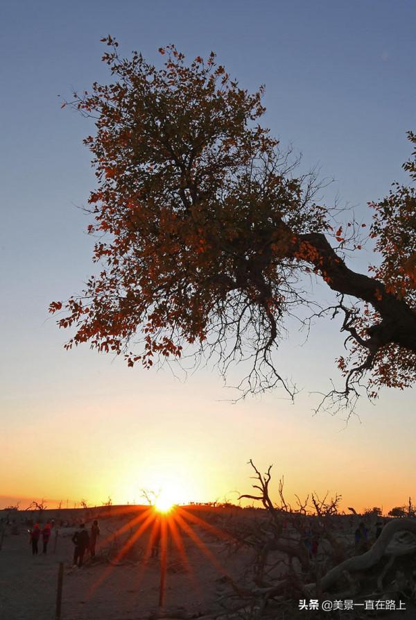 不遙遠的額濟納，邂逅大漠胡楊林，遇見人間秘境3