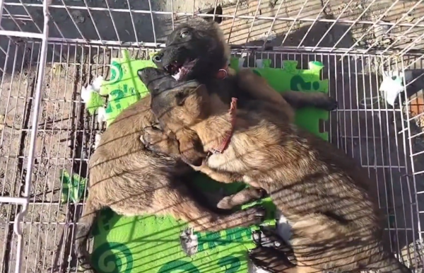 黑龍江:媽媽沒了,三隻小狗將被賣,狗狗們相互依偎:我們不分開 黑龍江:媽媽沒了,三隻小狗將被賣,狗狗們相互依偎:我們不分開