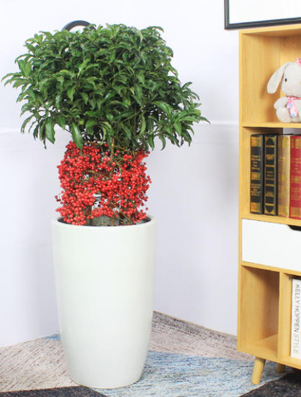 適合客廳養的5種漂亮花,喜慶大氣又吉祥,幸福感滿滿 適合客廳養的5種漂亮花,喜慶大氣又吉祥,幸福感滿滿