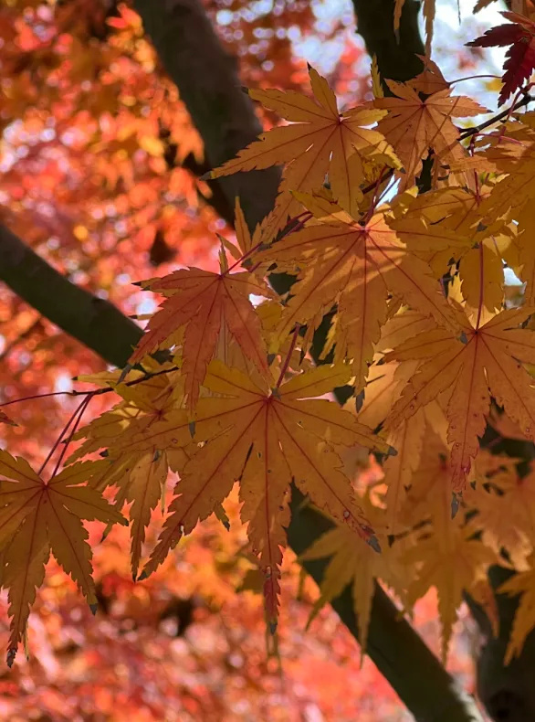 錯過等一年！金山這裡的“楓”景獨好