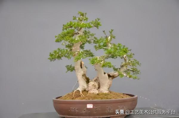 各類常見盆景,所代表的寓意 各類常見盆景,所代表的寓意