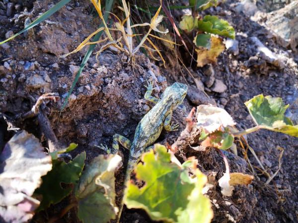 梅里雪山腳的世外桃源雨崩之旅第五天一一尼農峽谷 梅里雪山腳的世外桃源雨崩之旅第五天一一尼農峽谷