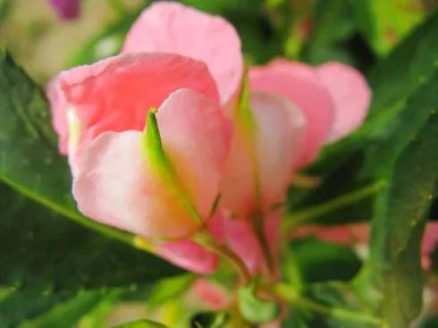 分享圖片，重瓣鳳仙花