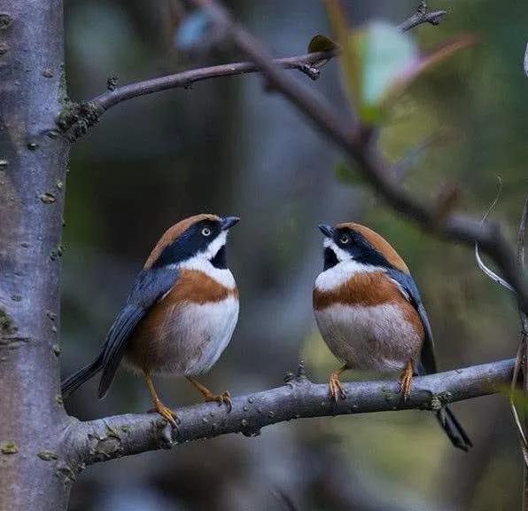 62對愛情鳥大比拼欣賞