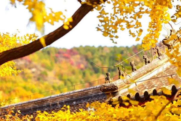 紅螺寺秋日的邀約——千年銀杏進入最佳觀賞期 紅螺寺秋日的邀約——千年銀杏進入最佳觀賞期