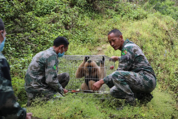 西黑冠長臂猿“小平安”迴歸景東無量山棲息地
