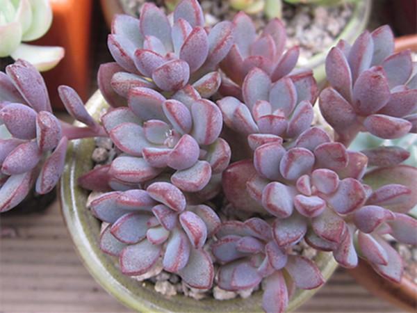 100種常見多肉圖鑑，比花還美，你認識幾種？