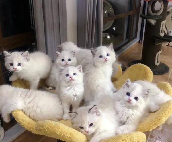 貓咪領養‖海雙、藍雙布偶貓 貓咪領養‖海雙、藍雙布偶貓