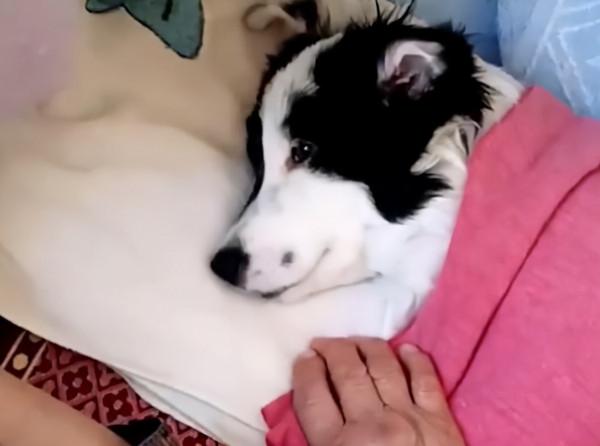 山東一奶奶強行讓狗狗睡覺，狗子無奈嘆氣，反被奶奶聽到“訓斥”