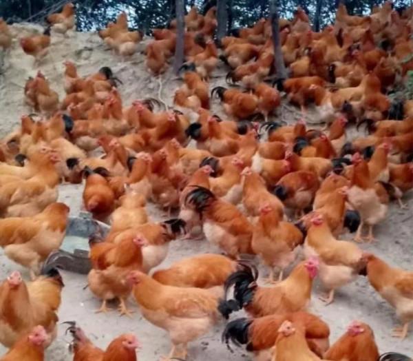 農村老鐵深山養土雞，年賺千萬逆襲成土豪，他是怎樣成功緻富的呢