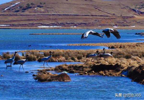 罕見!雲南昭通首次發現一種鳥,個頭不大卻漂亮,專家:我國特有 罕見!雲南昭通首次發現一種鳥,個頭不大卻漂亮,專家:我國特有