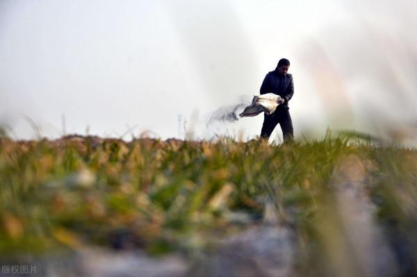 4種農民可自制的“土化肥”，效果不輸化肥，價格還便宜，你會嗎