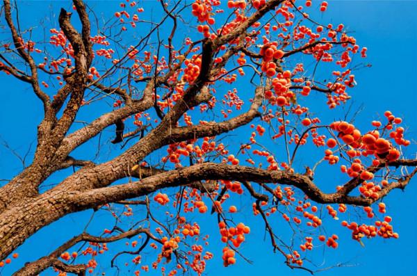 秋天來了，如何給寶寶安排飲食？飲食原則、禁忌、食譜，一篇搞定