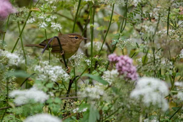 拍鳥記（一二八）巨嘴柳鶯