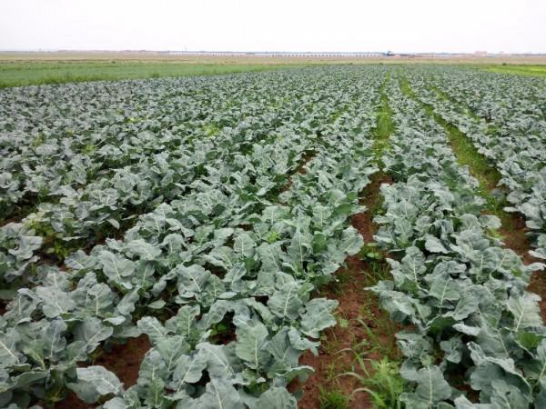 夏收西藍花,如何採收、保鮮? 夏收西藍花,如何採收、保鮮?