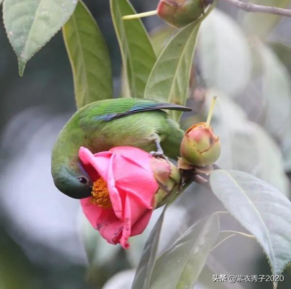橙腹葉鵯（雌）