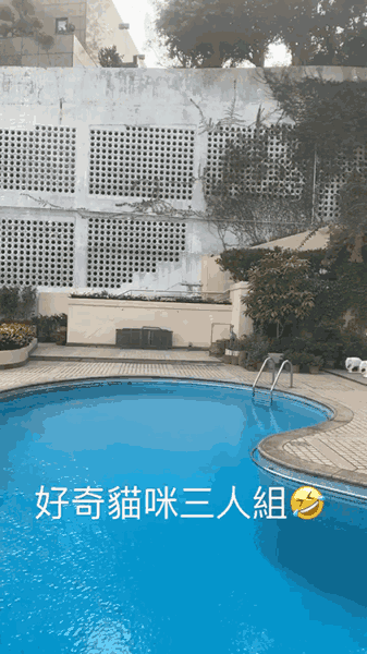 何超蓮曬豪宅錦鯉，每條價值超過4萬元，劉嘉玲也養了很多條